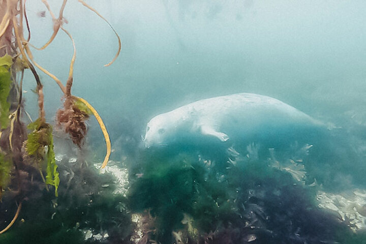 Schnorcheln mit Kegelrobben mit Chalet Rando Mer, Bretagne