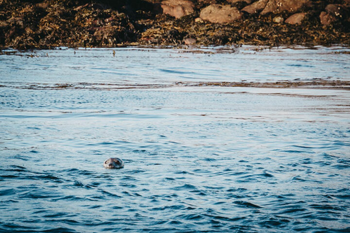 Schnorcheln mit Kegelrobben mit Chalet Rando Mer, Bretagne