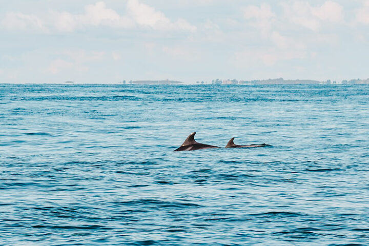 Ausflug mit dem Delfinverein Al-Lark, Bretagne