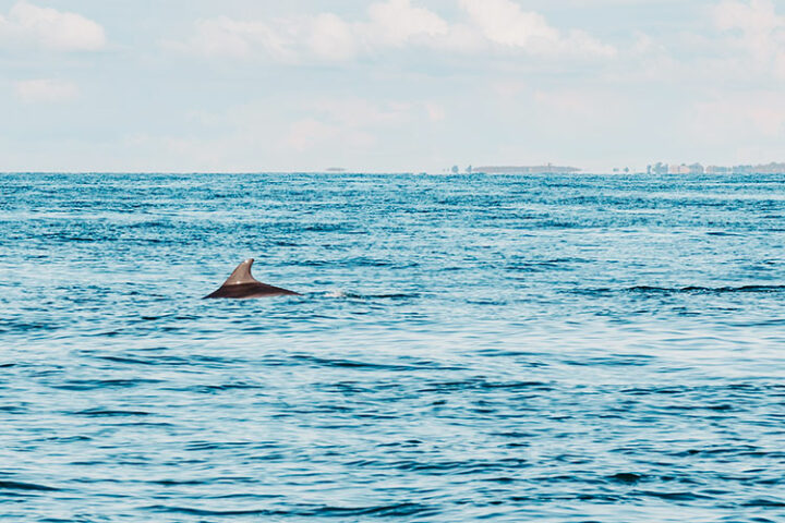 Ausflug mit dem Delfinverein Al-Lark, Bretagne