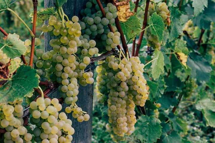 Eine Tour mit Grape Escapes Nova Scotia Wine Tours