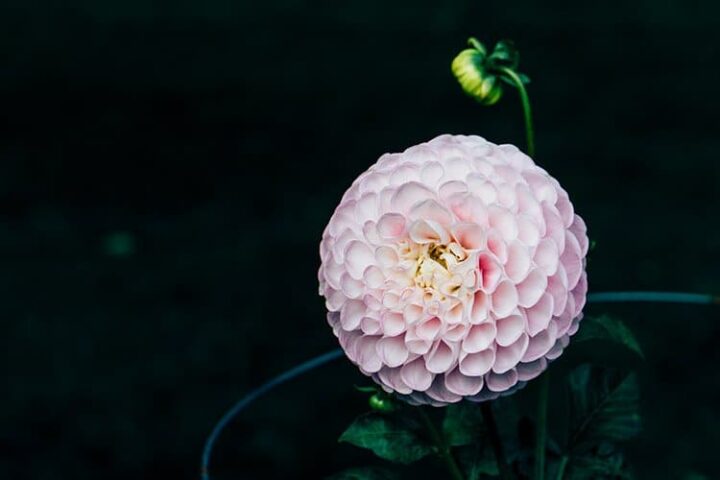 Halifax Public Gardens