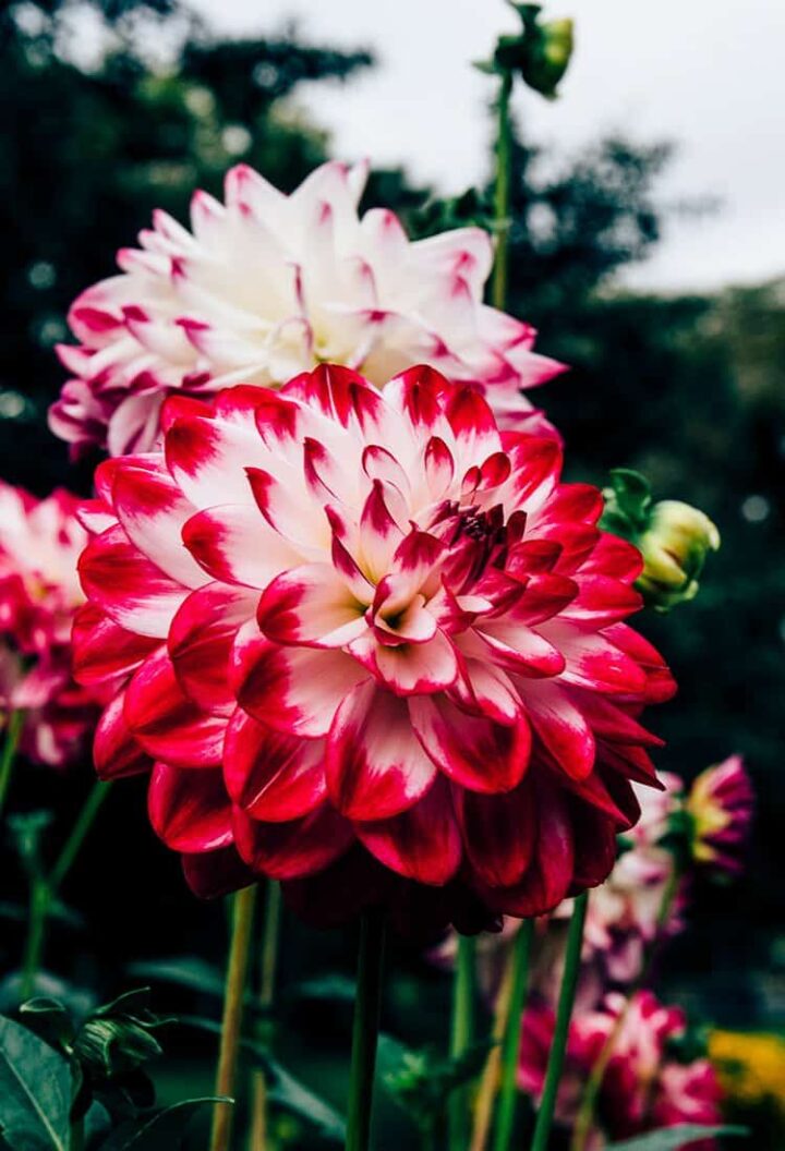 Halifax Public Gardens