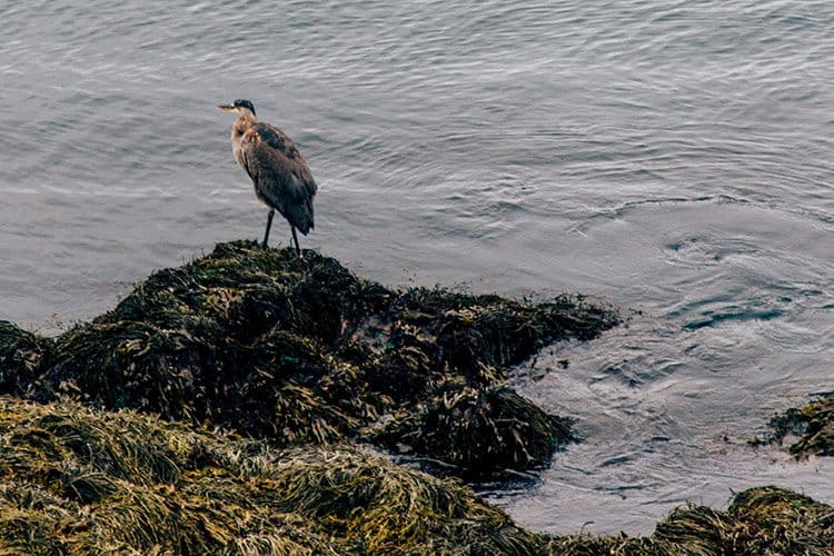 Brier Island, Nova Scotia
