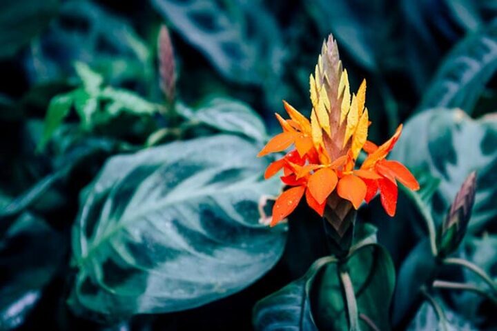 Der Botanische Garten Erlangen