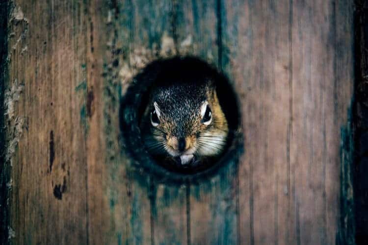 Irving Nature Park – Saint John