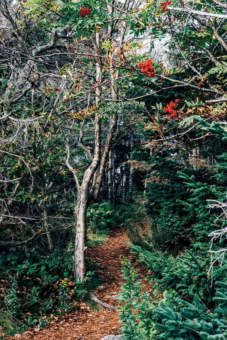 Irving Nature Park – Saint John