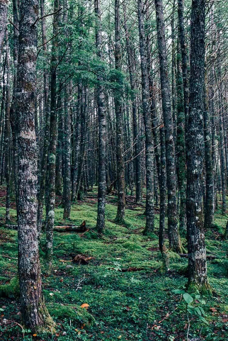 Hemlocks und Hardwoods Trail