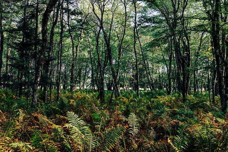 Slapfoot Trail von Jake's Landing zum Meadow Beach