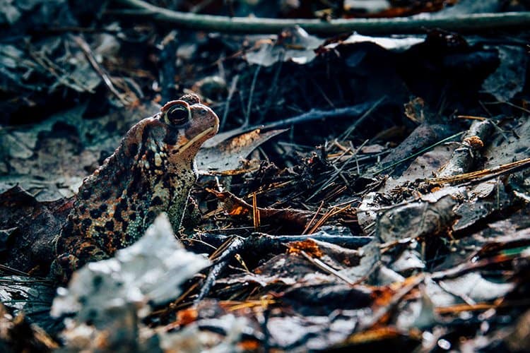 Kejimkujik National Park