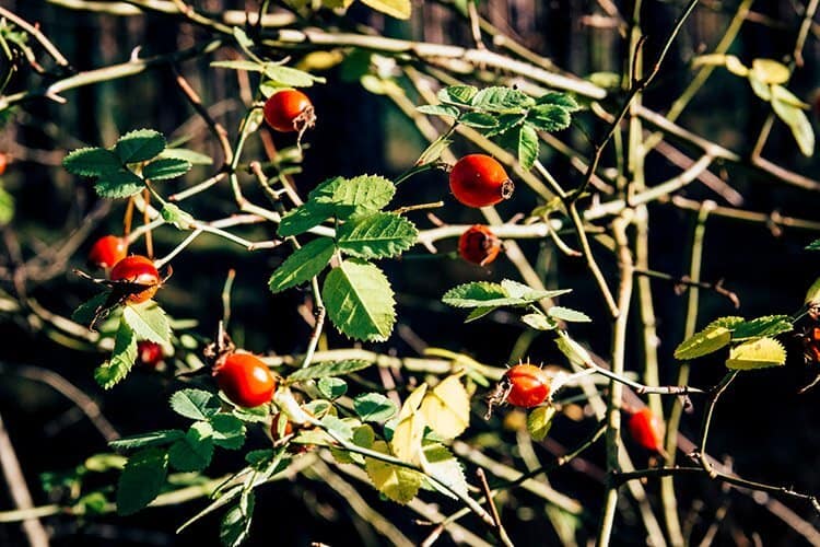 Never feelin‘ blue – Eine Herbstwanderung zum Alten Kanal