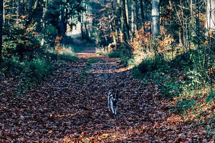 Never feelin‘ blue – Eine Herbstwanderung zum Alten Kanal