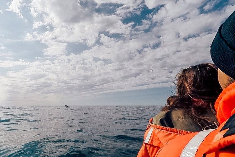 Whale watching auf Long Island, Nova Scotia