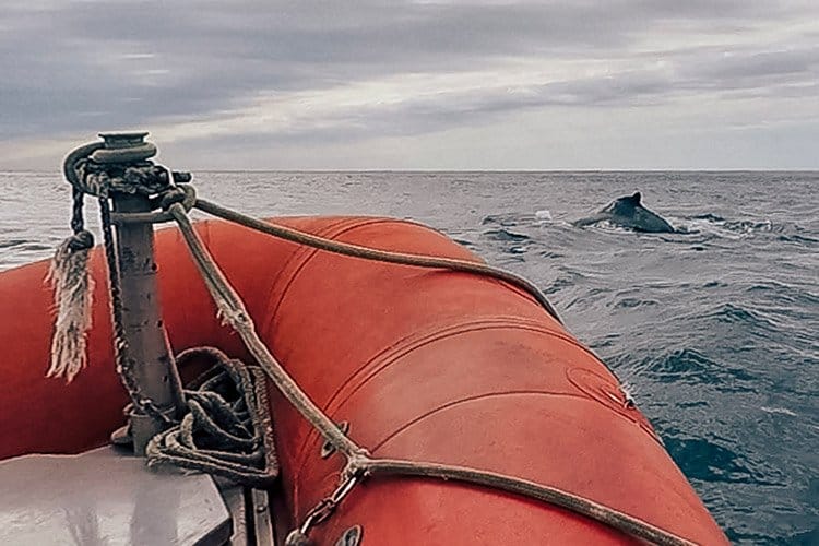 Whale watching auf Long Island, Nova Scotia