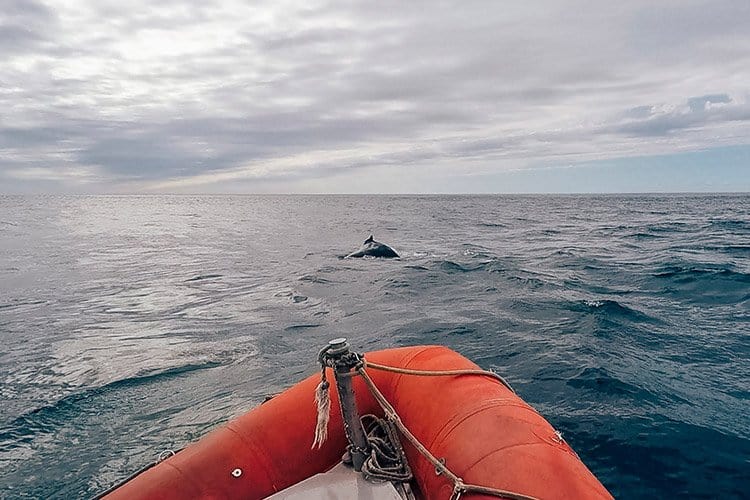 Whale watching auf Long Island, Nova Scotia
