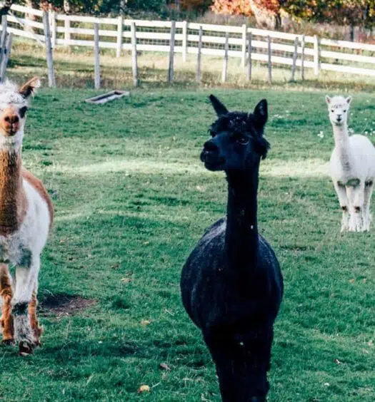 Ceud Mìle Fàilte – 5 Gründe für eine Reise nach Antigonish