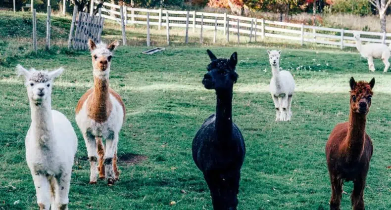 Ceud Mìle Fàilte – 5 Gründe für eine Reise nach Antigonish