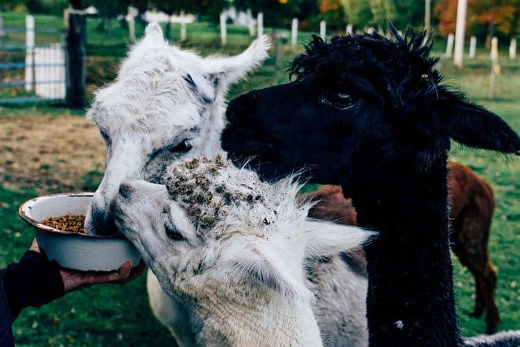 Azelia Farmhouse B & B