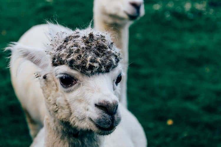 Azelia Farmhouse B & B