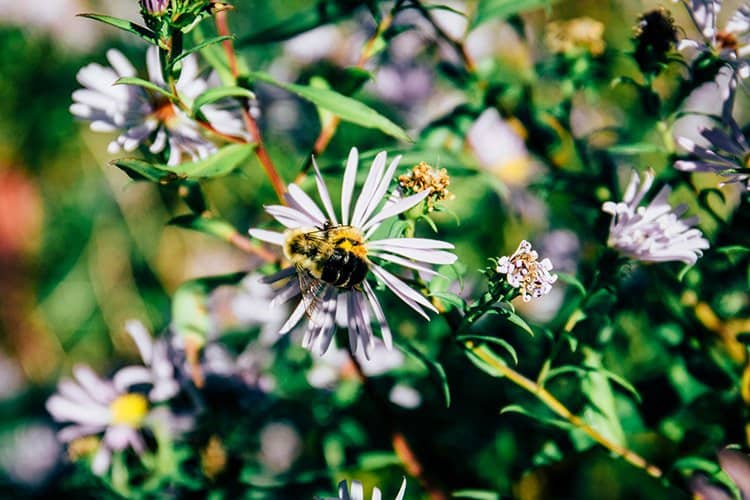 Greenwich Dunelands Trail