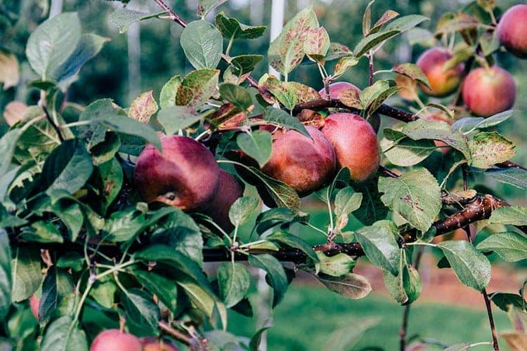 Island Style – The Table Culinary Studio in New London