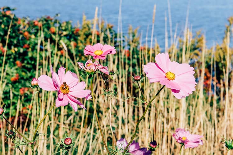 Panmure Island Lighthouse
