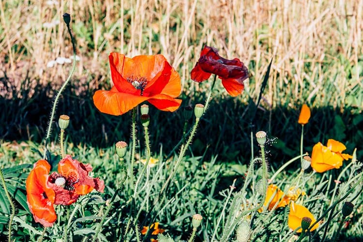 Panmure Island Lighthouse