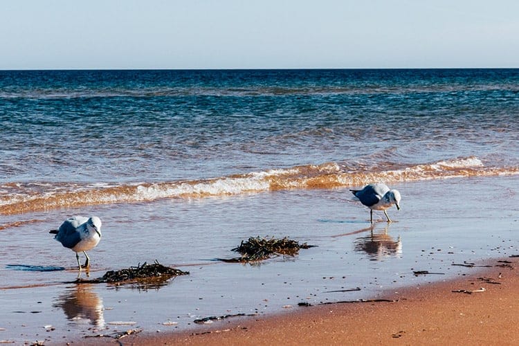 Der Thunder Cove Beach