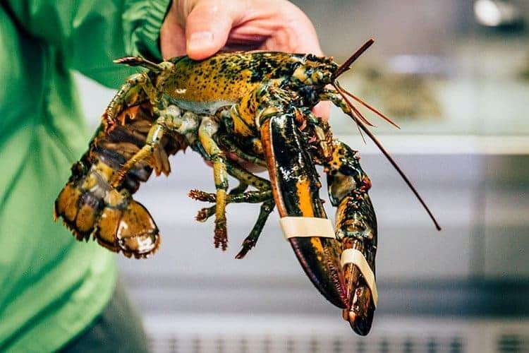 Mac Kinnons’s Lobster Pound