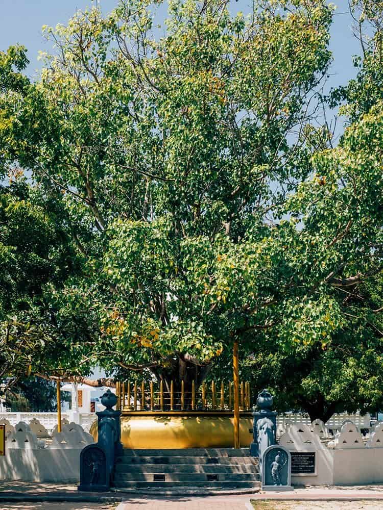 Dambakola Patuna Sri Sangamiththa Viharaya