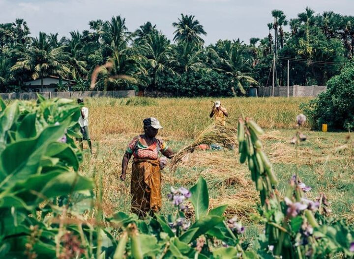 Jaffna – Sri Lankas unbekannter Norden
