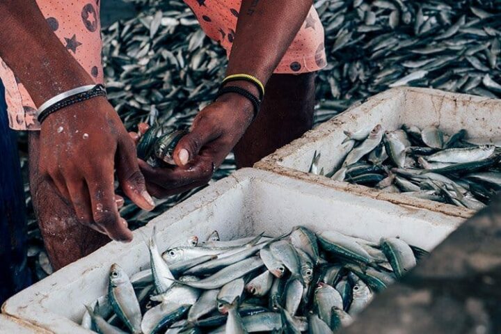 Der Fischmarkt in Jaffna, Sri Lanka