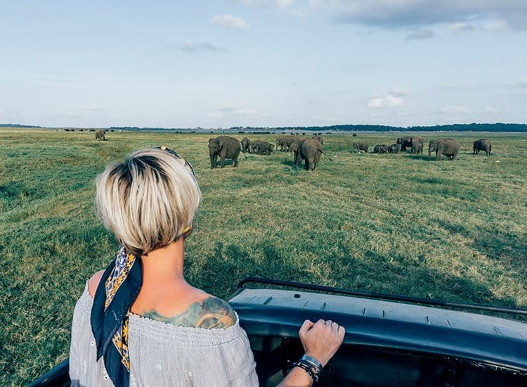 Wilde Elefanten im Kaudulla Nationalpark