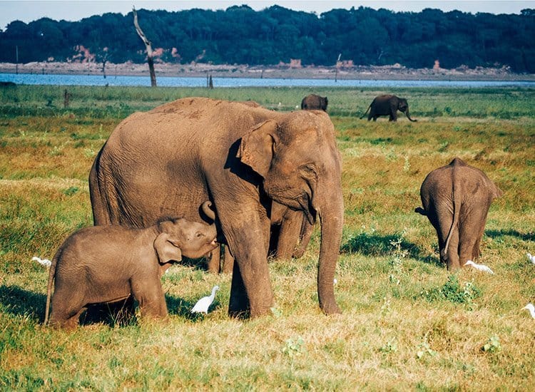 Safari im Kaudulla National Park