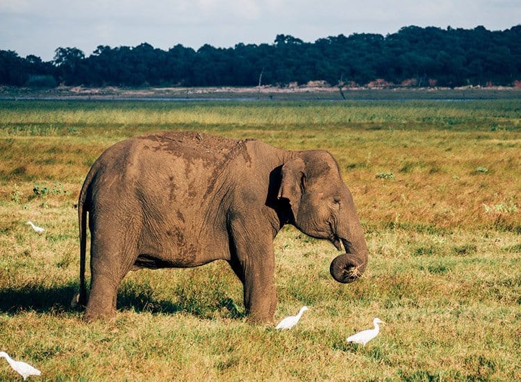 Safari im Kaudulla National Park