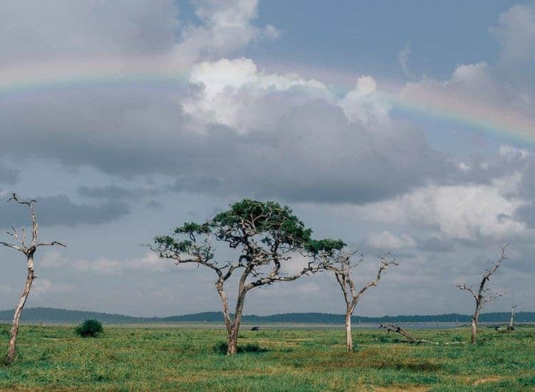 Safari im Kaudulla National Park