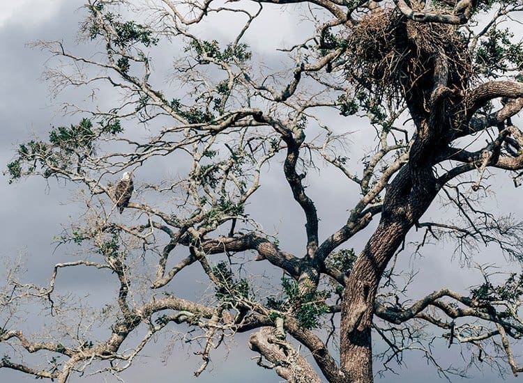 Safari im Kaudulla National Park