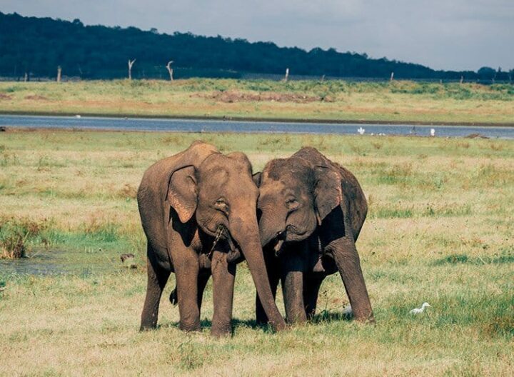Safari im Kaudulla National Park