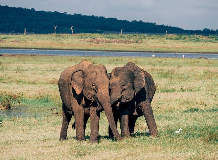 Safari im Kaudulla National Park