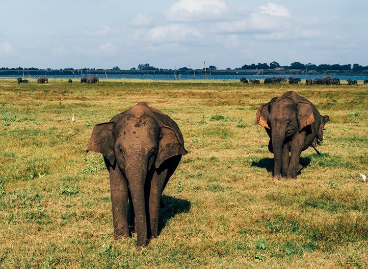 Safari im Kaudulla National Park