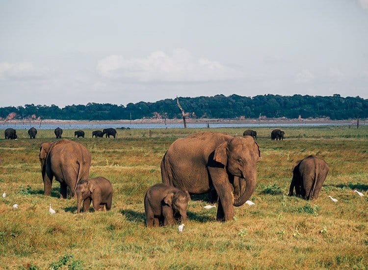 Wilde Elefanten im Kaudulla Nationalpark