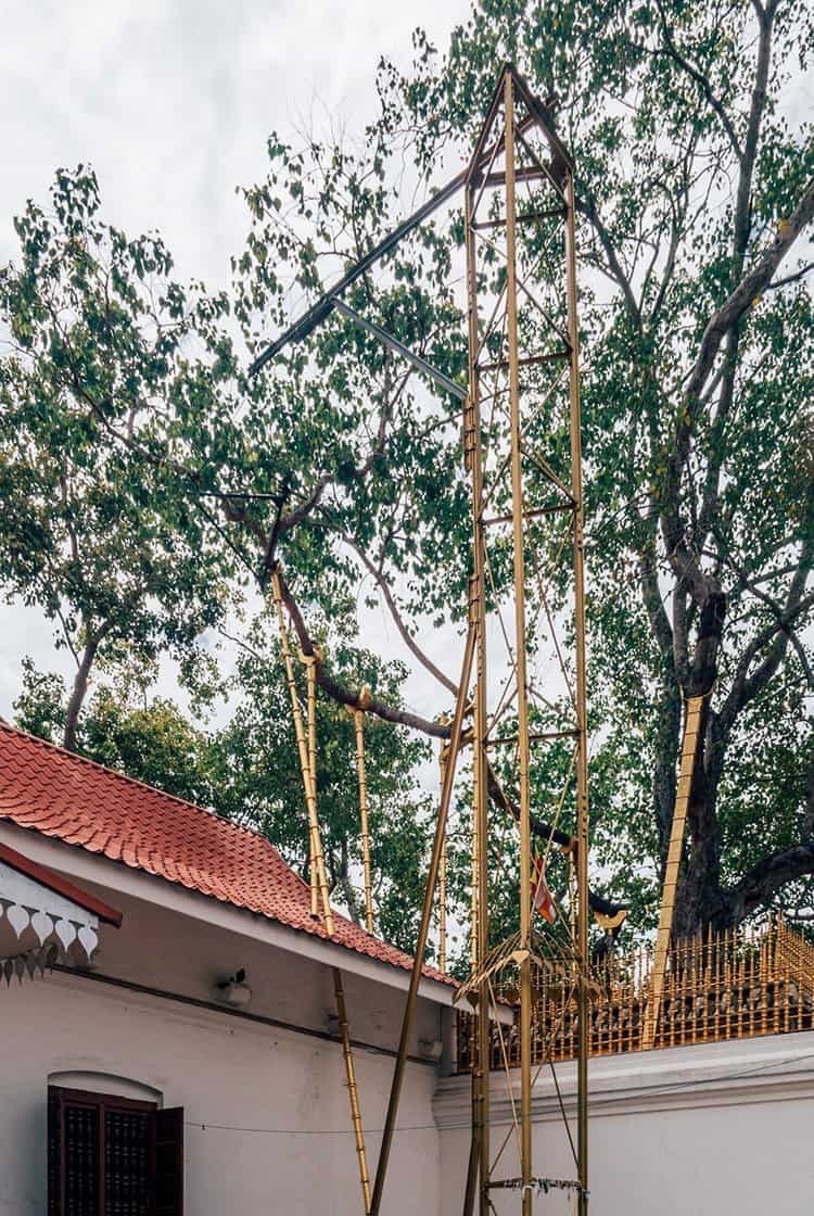 Der heilige Baum – Jaya Sri Maha Bodhi