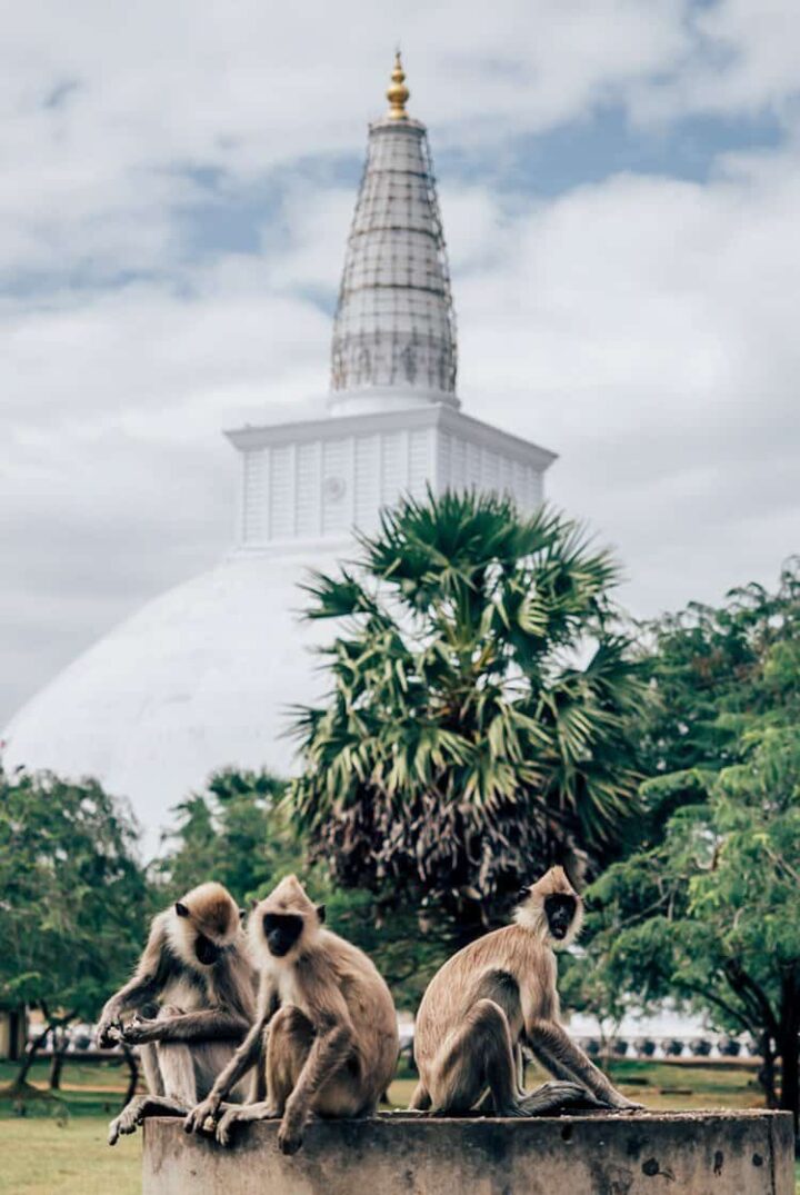 Ruwanweliseya Dagoba