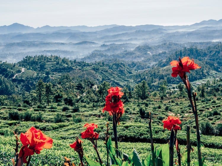 Nuwara Eliya – „Klein-England“ auf Sri Lanka
