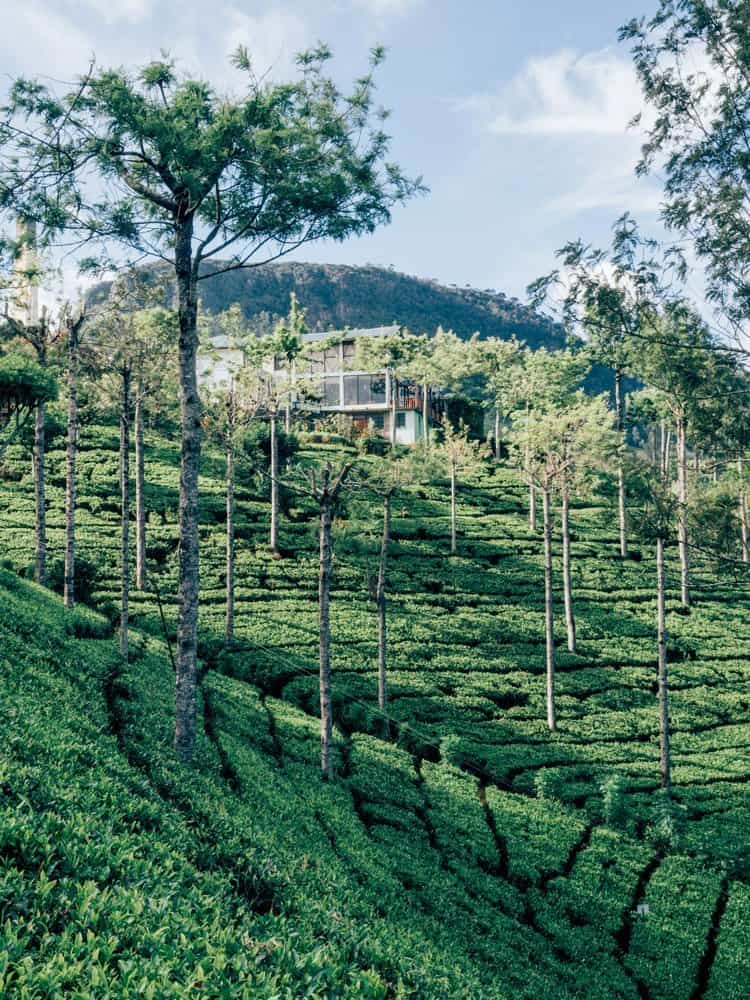 Die Teeplantagen im Hochland Sri Lankas