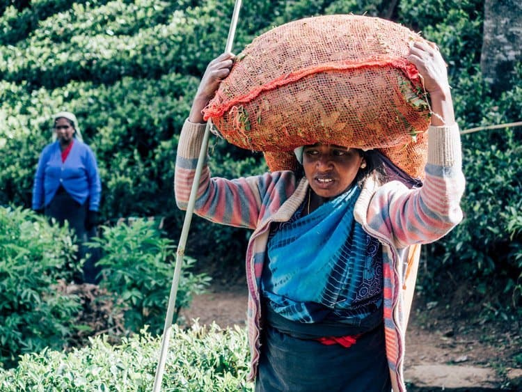 Die Teeplantagen im Hochland Sri Lankas