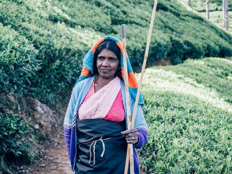 Die Teeplantagen im Hochland Sri Lankas