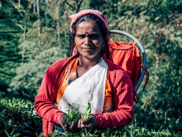 Die Teeplantagen im Hochland Sri Lankas