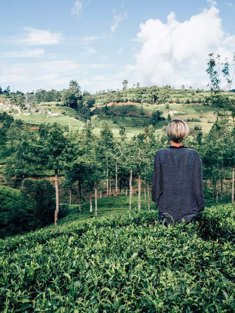 Die Teeplantagen im Hochland Sri Lankas
