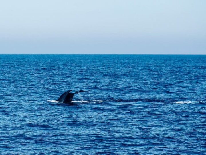 Surfen, Relaxen und Whale Watching in Mirissa